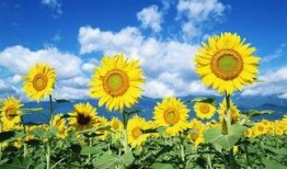 吃鸡向日葵套装爆料视频,炫酷外观与实用功能的完美结合